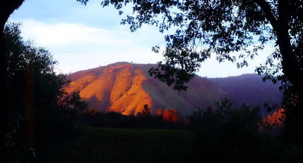 Last light on the hillside above the vineyard at sunset