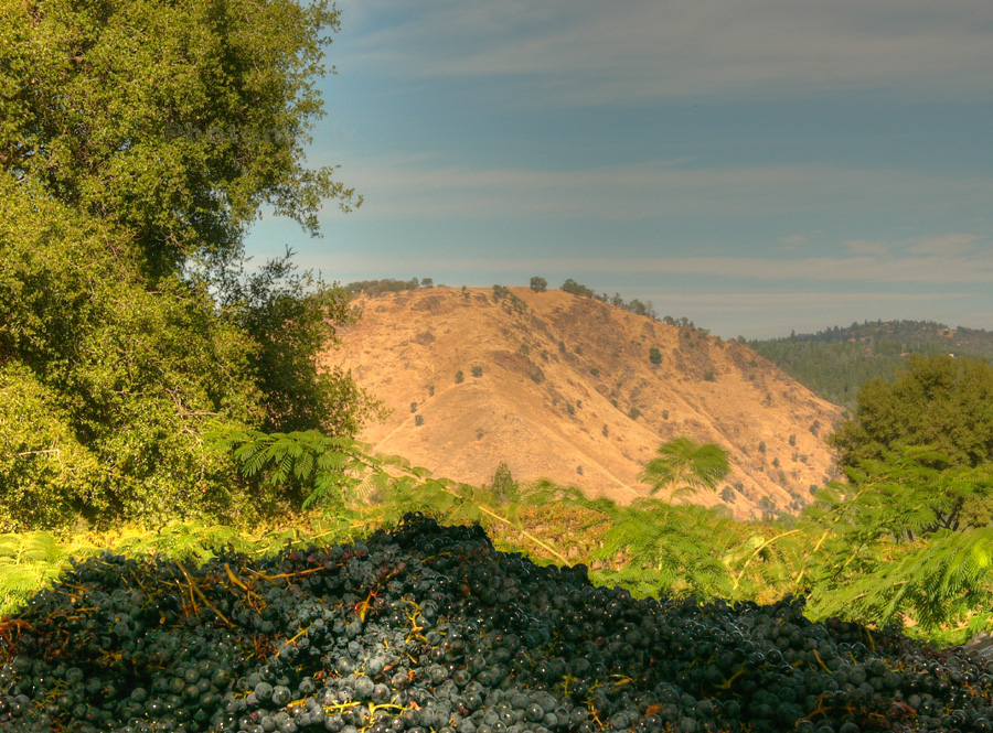 Bins of just-picked wine grapes with the hillside behind